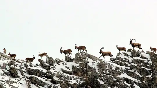 Nesli tükenmekte olan yaban keçileri Kayseri'de yeniden hayat buldu