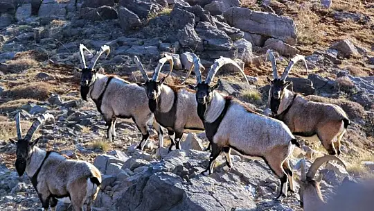 Nesli tükenmekte olan yaban keçileri Kayseri'de yeniden hayat buldu