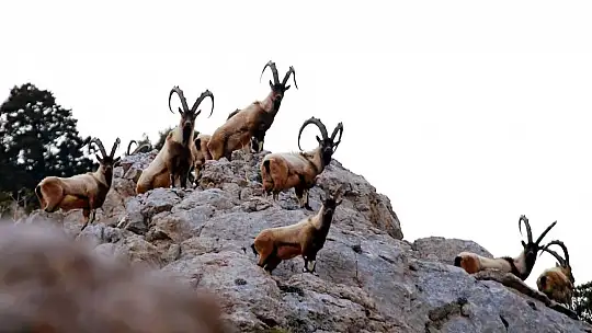 Nesli tükenmekte olan yaban keçileri Kayseri'de yeniden hayat buldu