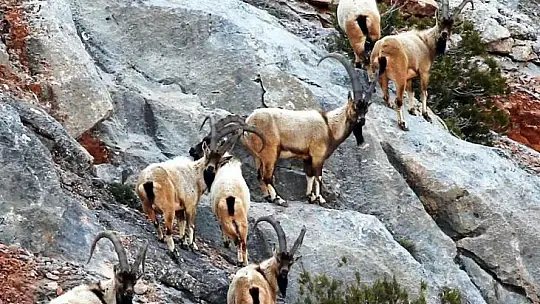 Nesli tükenmekte olan yaban keçileri Kayseri'de yeniden hayat buldu