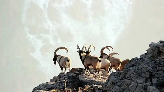 Nesli tükenmekte olan yaban keçileri Kayseri'de yeniden hayat buldu