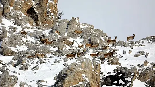 Nesli tükenmekte olan yaban keçileri Kayseri'de yeniden hayat buldu