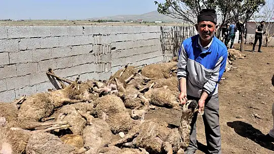 170 hayvan telef oldu! Sebebi..