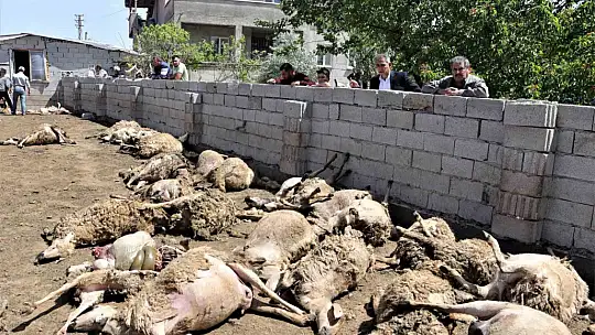 170 hayvan telef oldu! Sebebi..