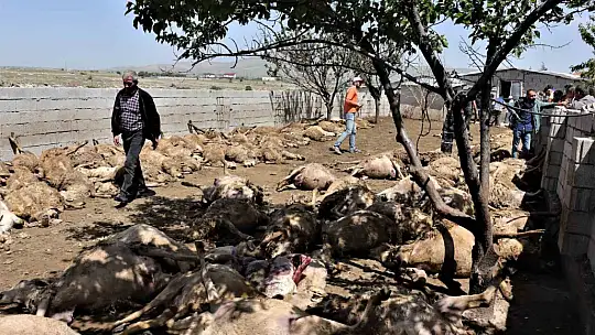 170 hayvan telef oldu! Sebebi..