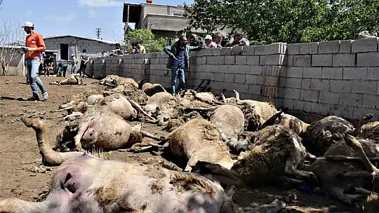 170 hayvan telef oldu! Sebebi..