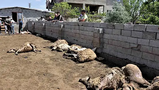 170 hayvan telef oldu! Sebebi..