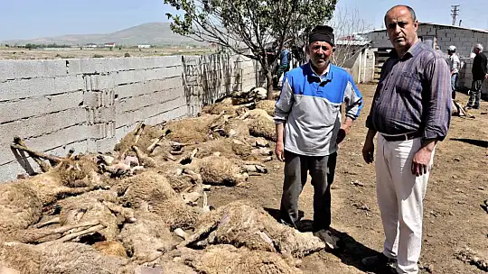 170 hayvan telef oldu! Sebebi..