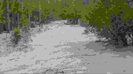 Sağanak yağış ekili arazileri sular altında bıraktı