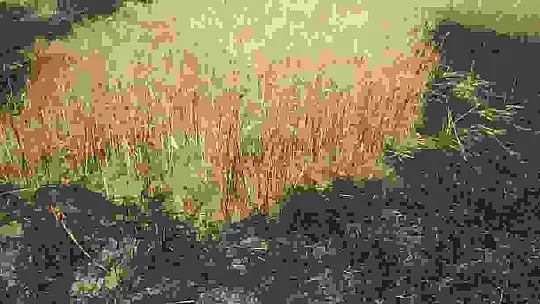 Sivas'ta tarla yangınında 50 dönüm ekili alan kül oldu