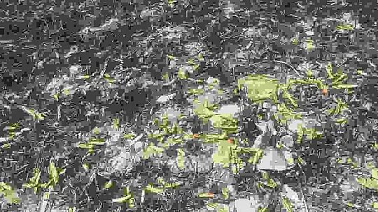 Sivas'ta tarla yangınında 50 dönüm ekili alan kül oldu