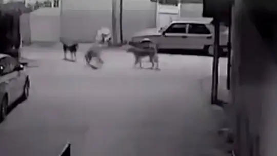 Sokak köpeklerinin kediyi parçalama anı saniye saniye görüntülendi