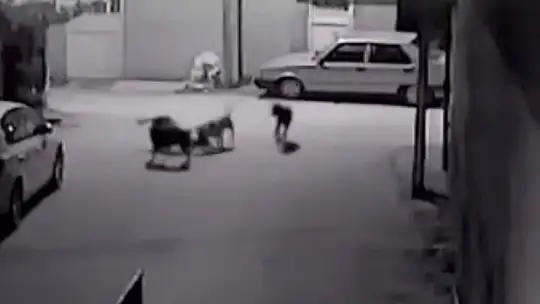 Sokak köpeklerinin kediyi parçalama anı saniye saniye görüntülendi