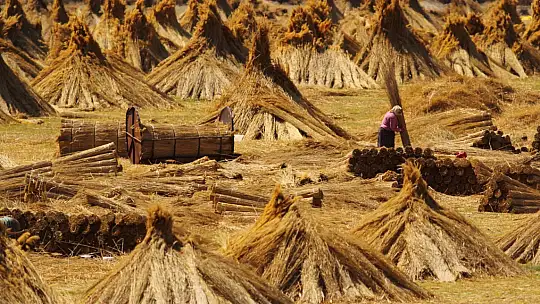Sultan Sazlığı'nın  geçim kaynağı kamışlar