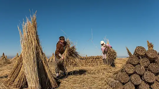 Sultan Sazlığı'nın  geçim kaynağı kamışlar
