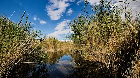 Sultan Sazlığı'nın  geçim kaynağı kamışlar
