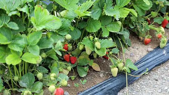 Talas, tarım ve hayvancılıktaki örnek modeli her geçen gün artıyor