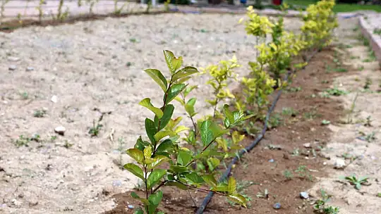 Talas, tarım ve hayvancılıktaki örnek modeli her geçen gün artıyor