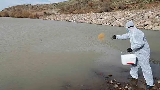 Talas'ta sinek ve haşerata erken önlem