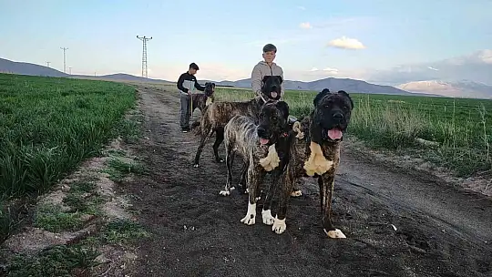 Tomarza Çapar Köpekleri tescilleniyor