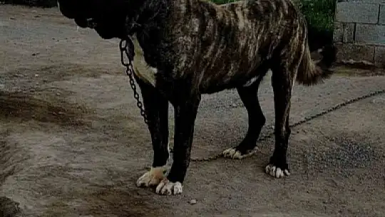 Tomarza Çapar Köpekleri tescilleniyor