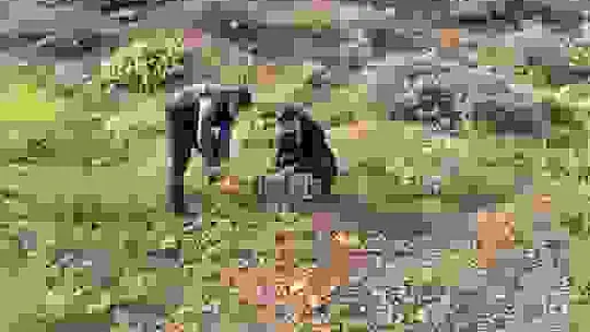 Tuzak olarak canlı keklikleri kullandılar, binlerce lira cezadan kaçamadılar