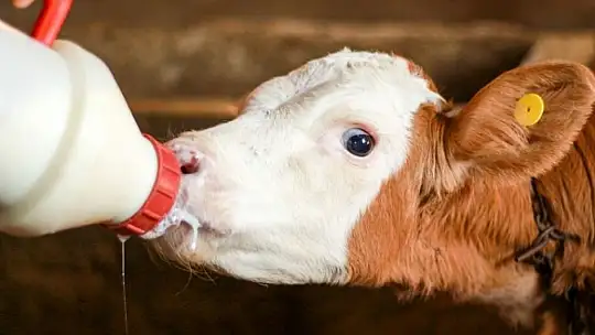 Hayvansal üretime büyük destek: 2025'te destekler katlanıyor