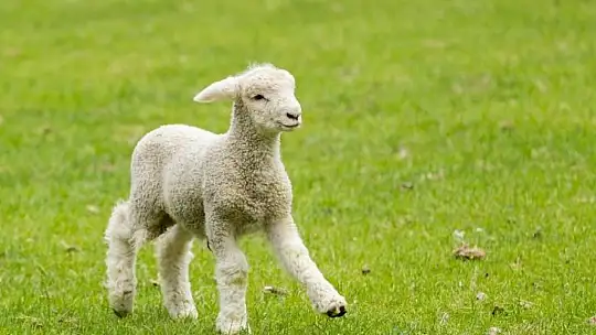 Hayvansal üretime büyük destek: 2025'te destekler katlanıyor