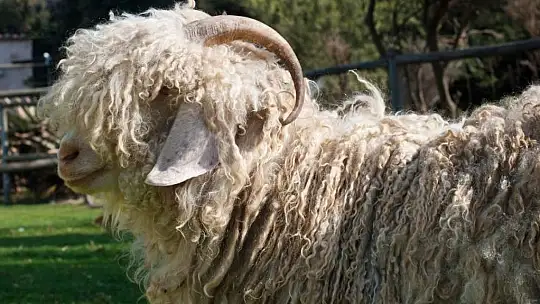 Hayvansal üretime büyük destek: 2025'te destekler katlanıyor