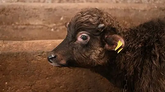 Hayvansal üretime büyük destek: 2025'te destekler katlanıyor