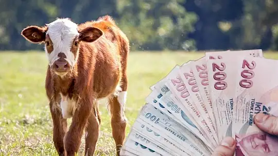 Hayvansal üretime büyük destek: 2025'te destekler katlanıyor