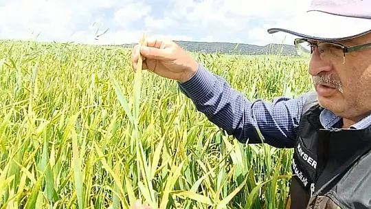 Abdulkadir Güneş, çiftçilere pas hastalığı ile ilgili uyarılarda bulundu.