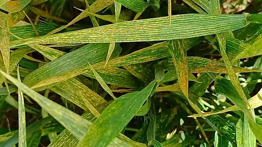 Abdulkadir Güneş, çiftçilere pas hastalığı ile ilgili uyarılarda bulundu.