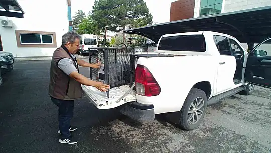 Yaralı kerkenez tedavi altına alındı
