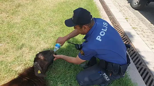 Yaralı kurbanlığa polis yardımı