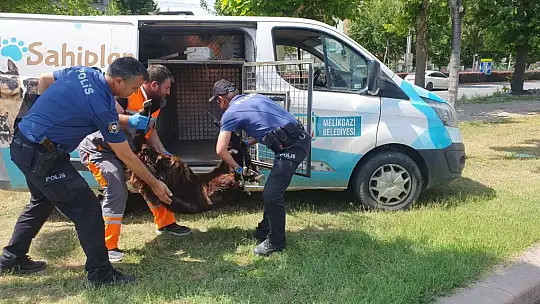 Yaralı kurbanlığa polis yardımı