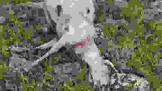 Yıldırım çarpması sonucu 5 koyun telef oldu