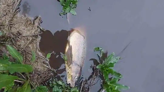 Yüzlerce balık kıyıya vurdu