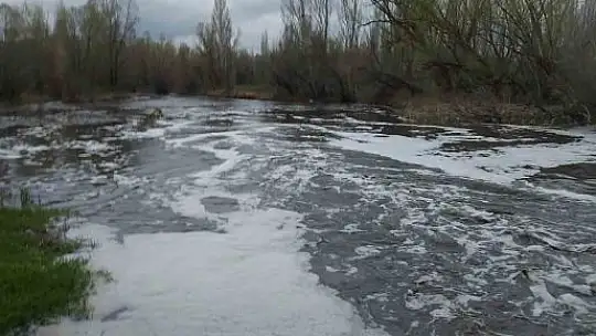 Yüzlerce balık kıyıya vurdu