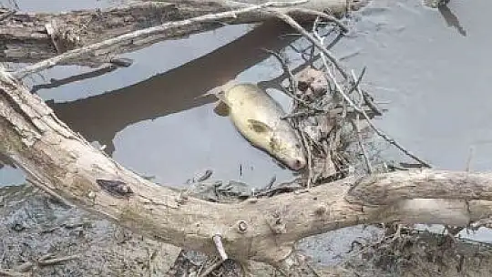Yüzlerce balık kıyıya vurdu
