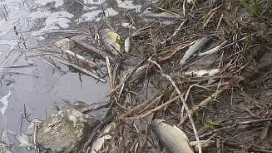 Yüzlerce balık kıyıya vurdu