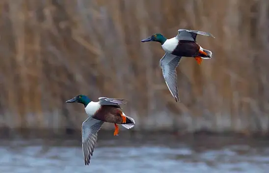 'Kuş Cenneti' Hürmetçi Sazlığı'nda  Farklı Türlerden Binlerce Kuş Sayıldı!