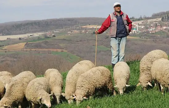 100 Bin Liraya Çoban Bulunamıyor… Çoban Eğitim Fakültesi Kurulsun!