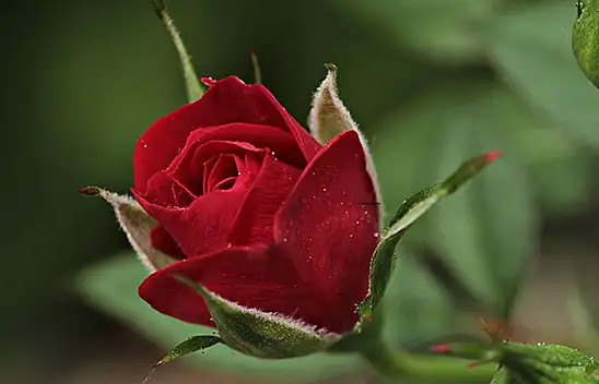 14 Şubat yaklaşıyor, gül fiyatları cep yakıyor!