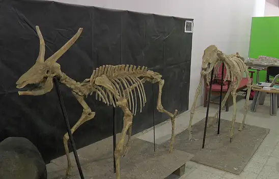 7,5 Milyon yıllık fosiller birebir ayaklandırılarak sergilenecek!