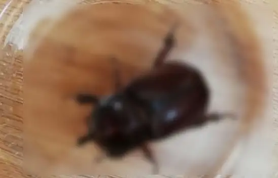 90 Bin Dolarlık Böcek Kayseri'de Görüldü