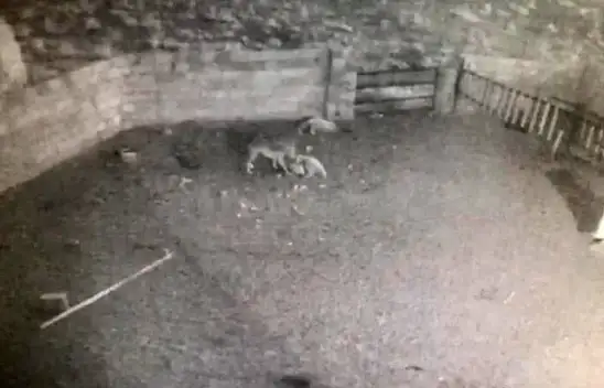 Nevşehir'de kurt ağıla girdi, 2 koyun telef oldu!