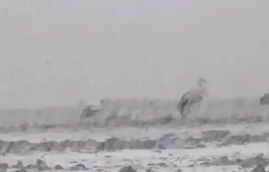 Afrika'dan Göç Eden Leylekler Kayseri'de Mahsur Kaldı!