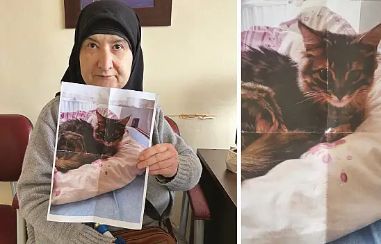 Altın değerinde Tekir: Başına ödül kondu!