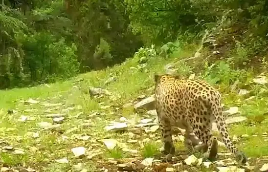 Anadolu Parsı heyecanı – Kayseri'de de görülmesi sürpriz değil!